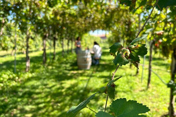 2 Guests Private Prosecco Road Tour All Inclusive from Venice - The long drive to Valdobbiadene, plus the steep-hill reality check