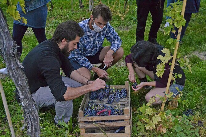 6 Wine Tasting in Valpolicella Classica: the cradle of Amarone - The tasting lineup: 6 wines versus 3 wines (and what’s included)