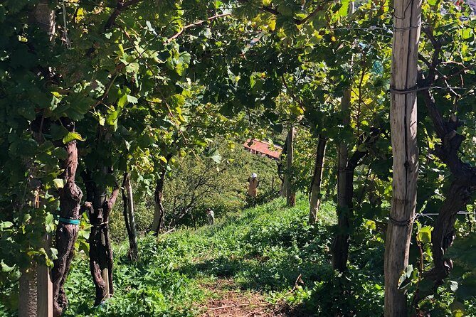 A Sparkling Day in the Prosecco Hills from Venice - Who Should Book This Prosecco Hills Day (and Who Might Not)