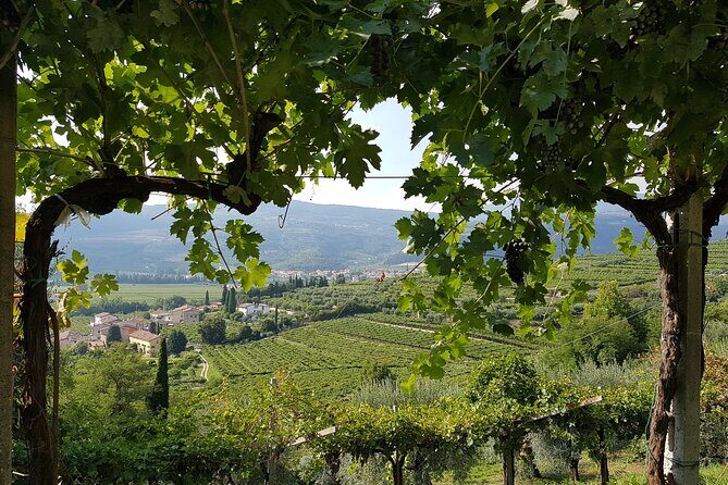 Amarone 2005 Wine Experience - Key Highlights You’ll Want To Know