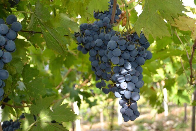 Amarone Della Valpolicella Wine Experience - Meet the Vogadori Family - Corvina and the Valpolicella Classico connection