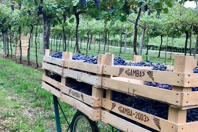 Amarone-Valpolicella tour. Visit Verona. From Venice - Key highlights to look for