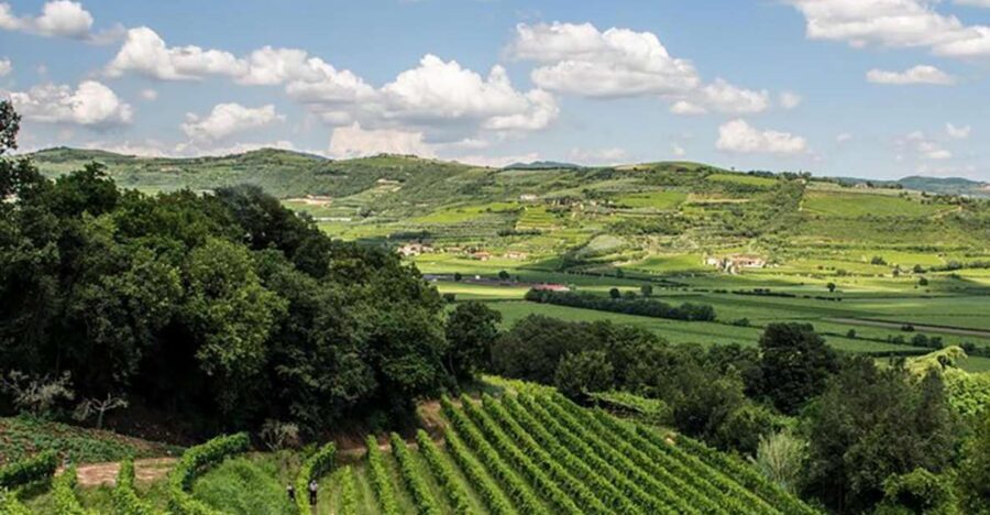 Amarone Wine Tasting Tour. Visit Verona. From Venice - From Venice to Valpolicella in One Day: How the Timing Works