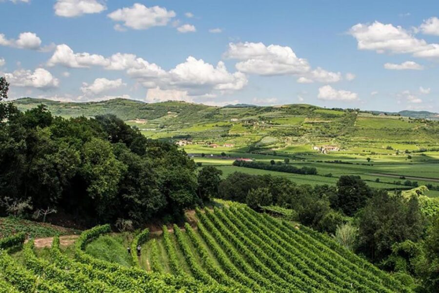 Amarone Wine Tasting Tour. Visit Verona. From Venice - Who the Tour Suits Best (and Who Might Want Something Else)