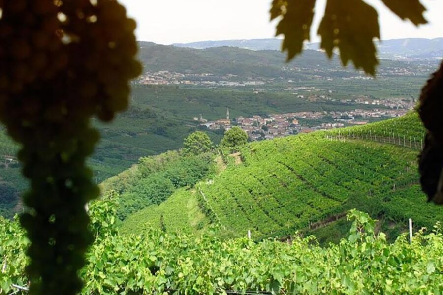 Amarone Wine Tasting Tour. Visit Verona. From Venice - The Real Win: A Guide Who Makes Both Wine and Verona Click