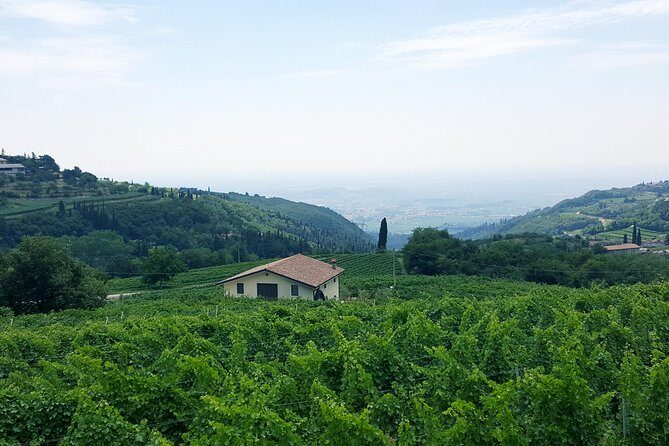 Amarone Wine Tour (all-inclusive full day with lunch and expert wine guide) - Why Amarone hits harder when you can taste with context