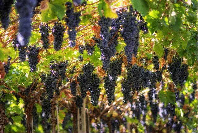 Amarone Wine Tour & Tasting from Venice, Padua or Verona - Key highlights to know before you go