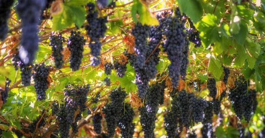 Amarone Wine Tour & Tasting from Venice, Padua or Verona - Why Valpolicella and Amarone work so well in one day