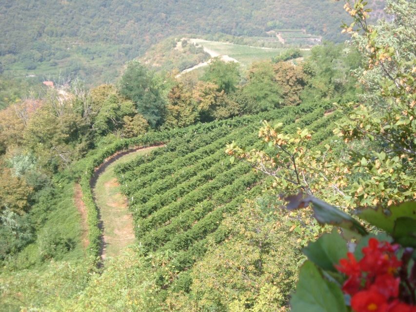 Amarone Wine Tour & Tasting from Venice, Padua or Verona - How Amarone and Recioto get explained in the second cantina