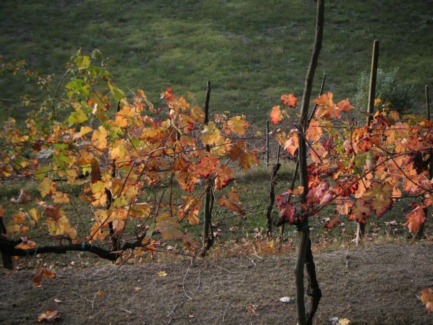 Amarone Wine Tour & Tasting from Venice, Padua or Verona - The wine-and-cheese pairing: a simple way to taste smarter