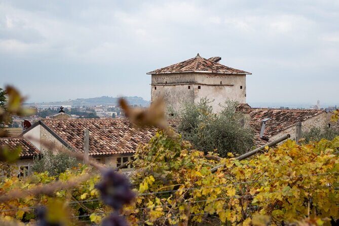 Art & Wine Experience in Valpolicella at Palazzo Montanari - Olive Oil Tasting: The Part People Accidentally Love Most