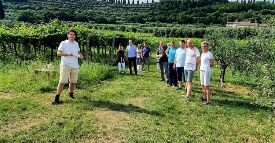 Bardolino: Vineyard Tour with Wine, Olive Oil & Food Tasting - Vineyard walk above Bardolino: what you’re really paying for