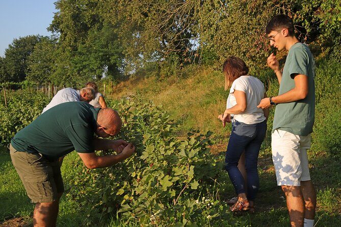 Beekeeping Farm Tour and Tasting Experience in Lazise - Should You Book It?