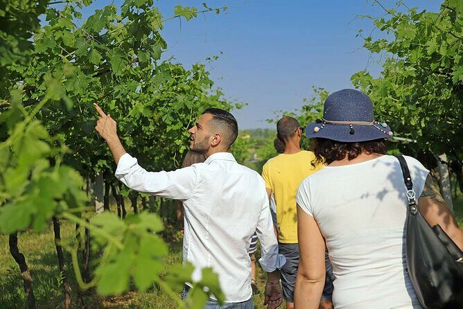 Biodynamic Farm and Natural Wines Tasting in Lazise - What you’re tasting here: natural wines with a low-intervention philosophy