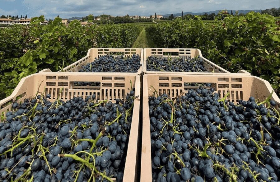 Boutique Winery Tour & Tasting in Valpolicella - Pergola Veronese and Guyot: why the vineyard lesson is more than trivia