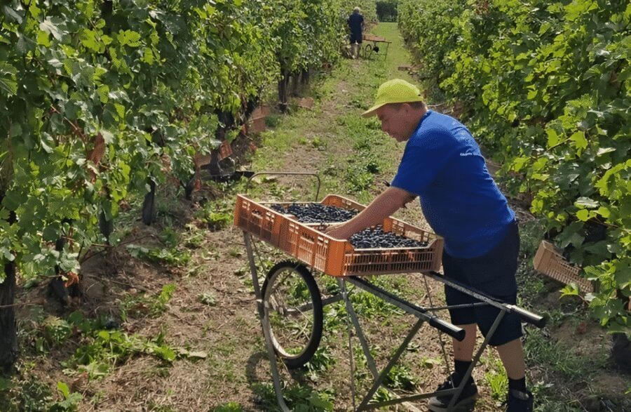 Boutique Winery Tour & Tasting in Valpolicella - Price and value: what you get for $69