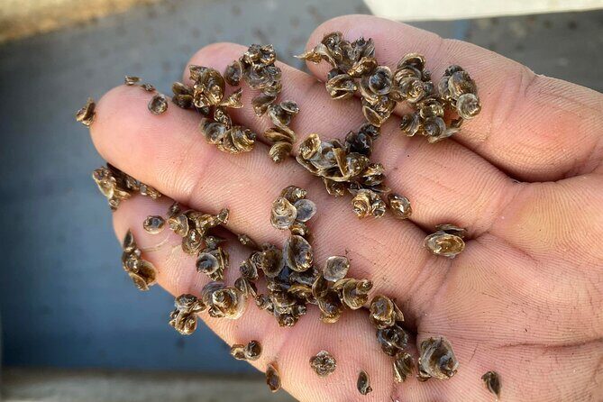 Chioggia : Aquaculture Secrets Tours of the Lagoon - Stop 2 in Chioggia: oyster farming and why every phase matters