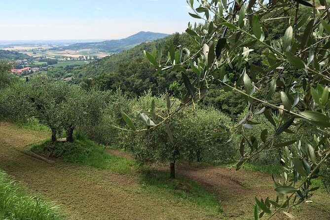 DA Abano and Montegrotto: Oil and Wine Tour of the Euganean Hills - What small-group touring (8 or fewer) changes on tasting days