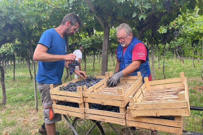 Discover the Amarone wine: 1 winery with delicious food pairing - Key highlights to look for