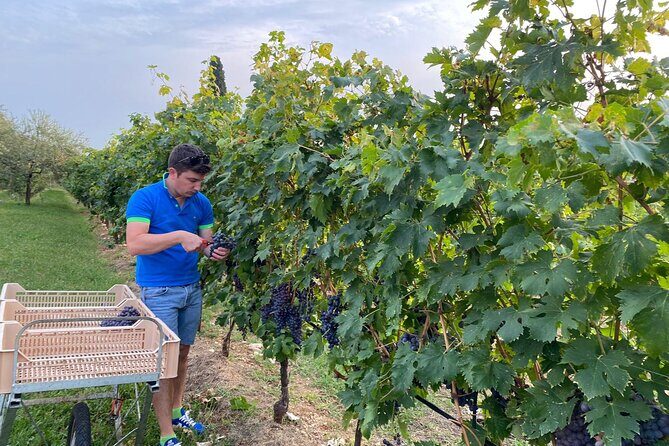 Discover the Amarone wine: 1 winery with delicious food pairing - English-Language Comfort and Your Guide’s Role