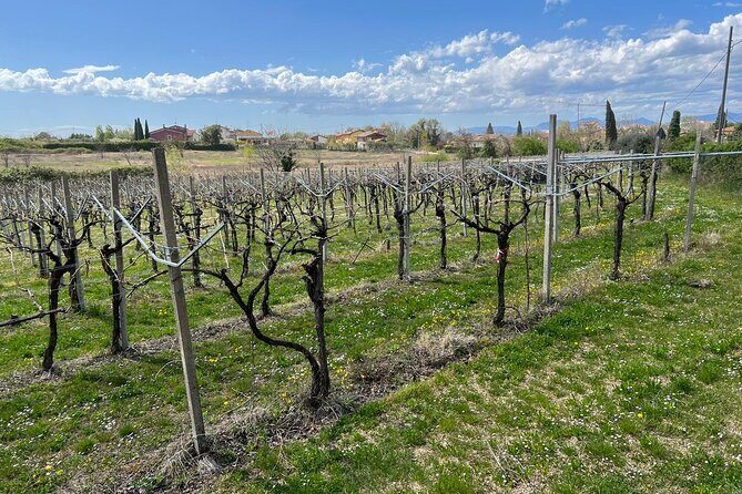 E-Bike tour with stop in the cellar in the Bardolino area - Weather, Timing, and When to Wear Real Bike Clothes