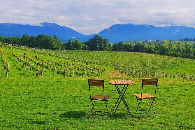 Exclusive Tour of the Vineyards with Visit to the Cellar! - Key points to know before you go