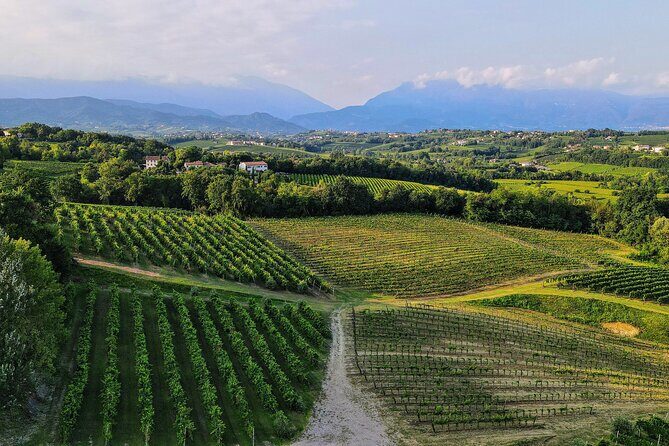 Exclusive Tour of the Vineyards with Visit to the Cellar! - Inside the Invisible Cellar: the step-by-step path to tasting