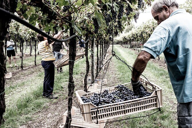 Food and Wine Tasting in Valpolicella - Drying grapes in the loft: the step that changes everything