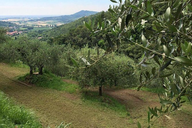 From Padua: Olive Oil & Wine in the Euganean Hills - Stop 2: EVO del Borgo at Frantoio di Arqua Petrarca olive oil mill