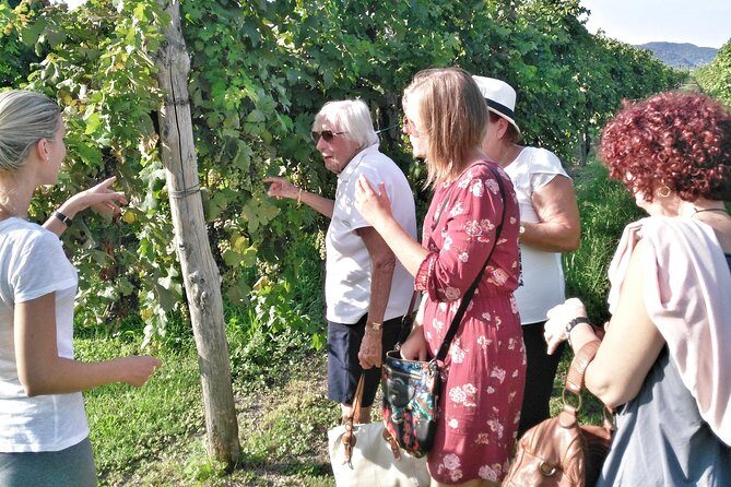 From Padua: Olive Oil & Wine in the Euganean Hills - Weather and timing: what you should plan around