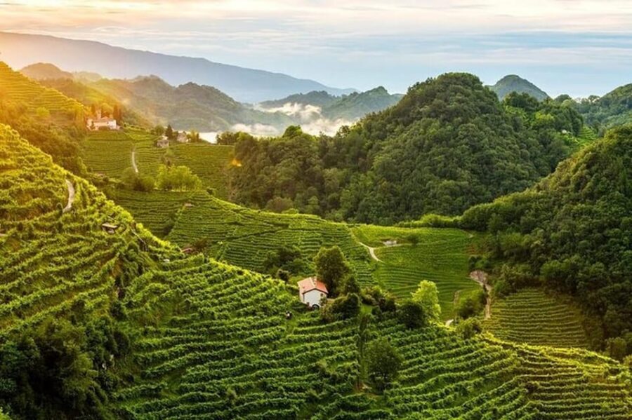 From Venice: Wine and Food tour in the Prosecco Hills - The UNESCO story you’ll hear before the cork pops