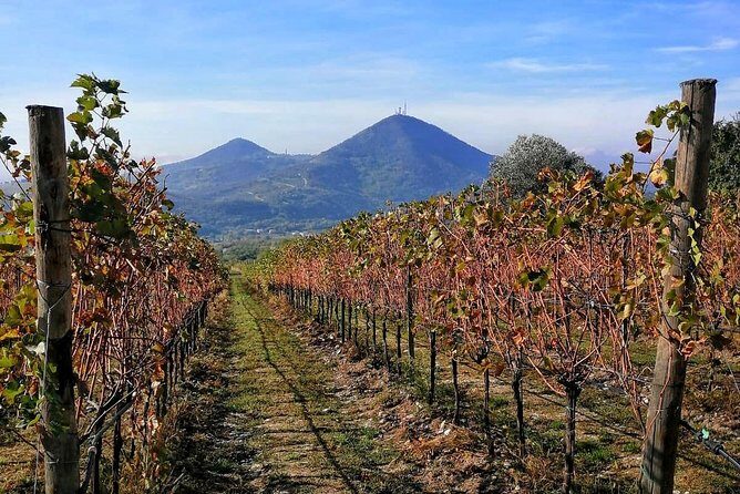 From Venice: Wine Tour in the Euganean Hills - Key points to know before you go