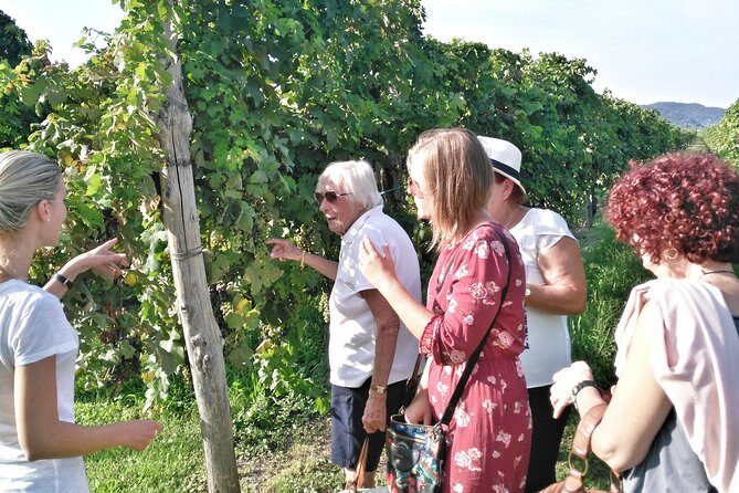 From Venice: Wine Tour in the Euganean Hills - What you’ll actually get out of the day (beyond wine pouring)