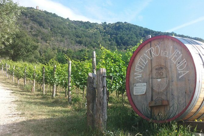 From Venice: Wine Tour in the Euganean Hills - Who this tour suits best (and who should consider a different plan)