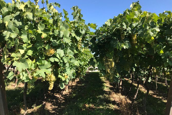 From Verona: Prosecco & Classic method sparkling wine tour, with light lunch - Who this tour fits best (and who should think twice)