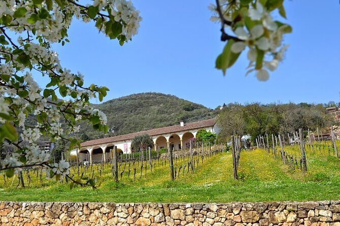 From Verona: Prosecco & Classic method sparkling wine tour, with light lunch - Stop 1 in Colli Berici: organic Prosecco rosé and a vineyard estate feel