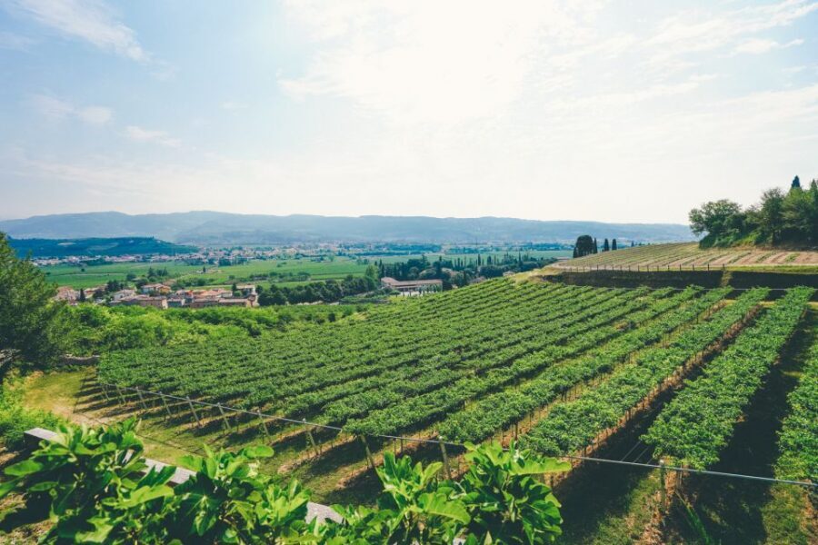 From Verona: Valpolicella and Amarone Wine Tasting Tour - Who should book this Valpolicella and Amarone tour?
