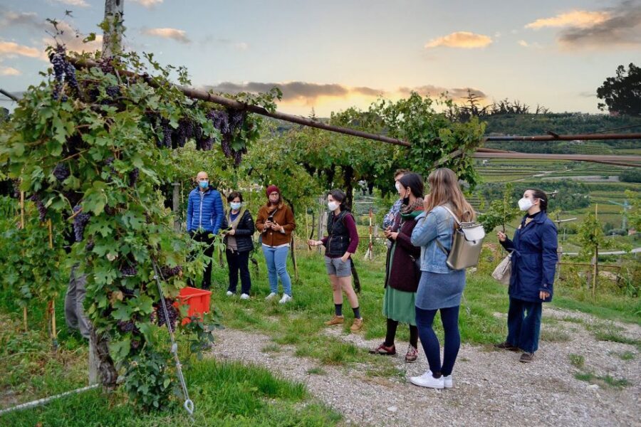 From Verona: Valpolicella Winery Tour with Amarone Vintages - Quick take: what makes it worth your time