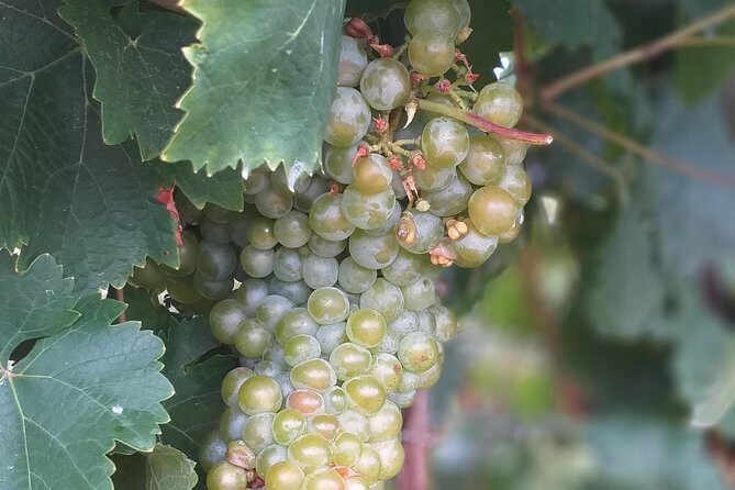 Full day Private Prosecco Tour, with certified Sommelier - The honesty shop and the vending Prosecco moment you’ll remember