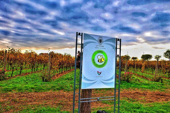 Full day Private Prosecco Tour, with certified Sommelier - Cellar time: where your tastings become real wine education
