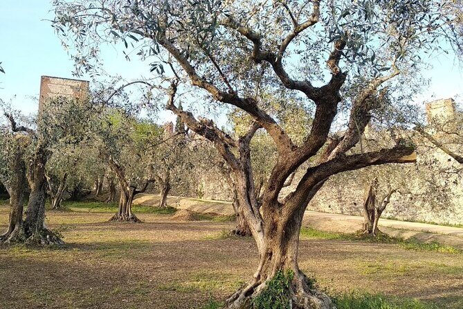 Guided Walking Tour on Verona Hillside - Why this Verona Hillside Walk Is a Great 2-Hour Choice