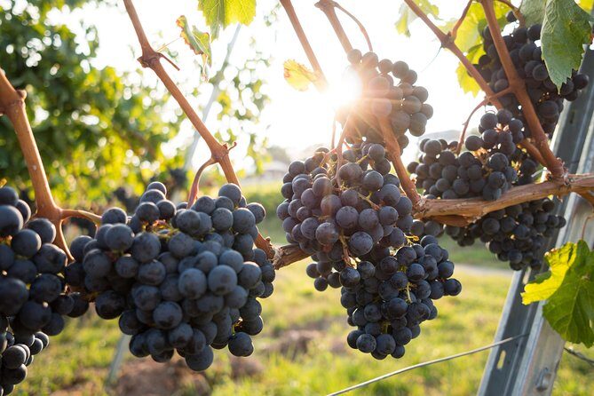 Horseback riding and wine tasting - 60 minutes through vineyards to the Custoza hill