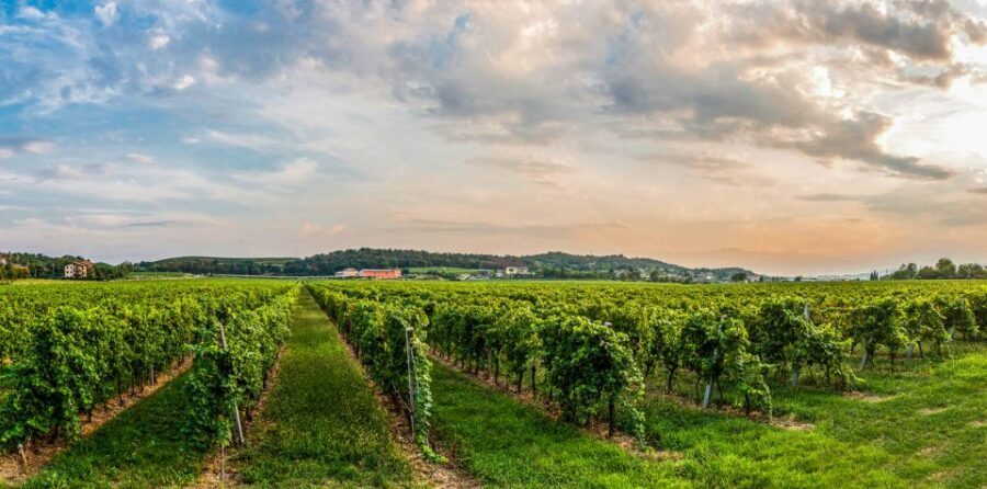 Lake Garda: Garda Hills Wine Tour and Tasting - A 2-Hour Taste Walk on Lake Garda’s Hills