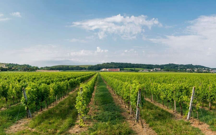 Lake Garda: Garda Hills Wine Tour and Tasting - Practical Tips Before You Go (So It Feels Easy)