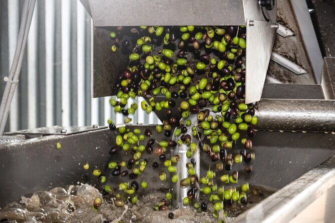 Lake Garda Olive Oil Tour and Tasting Experience - Price and Value: What You’re Really Paying For at $34.84
