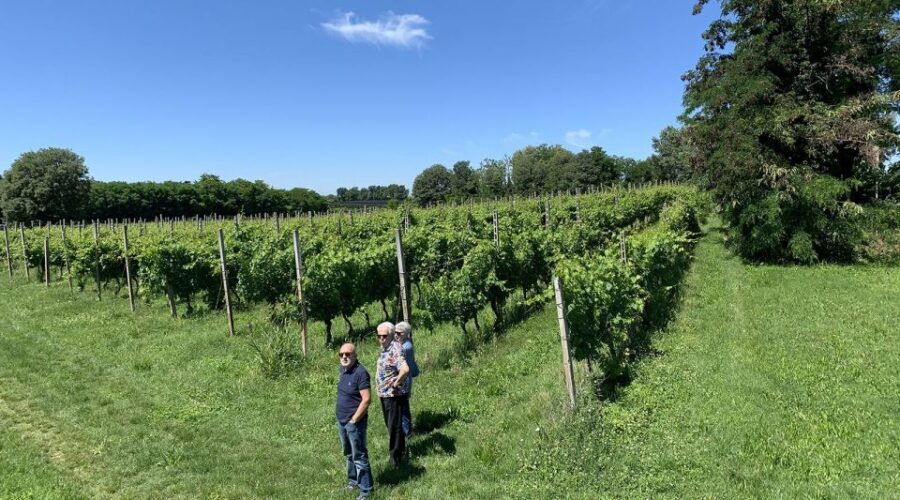 Lake Garda: Vineyard Tour and 6 wine Tasting - Quick Logistics That Make Your Day Smoother