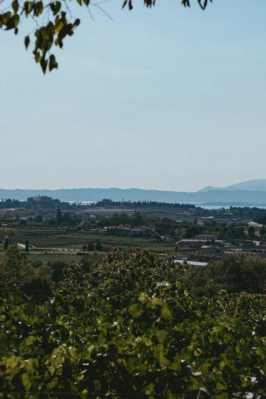 Lake Garda: Vineyard Tour and Tasting on the Hills - The Matteo Factor: Clear Explanations and Real Family Standards