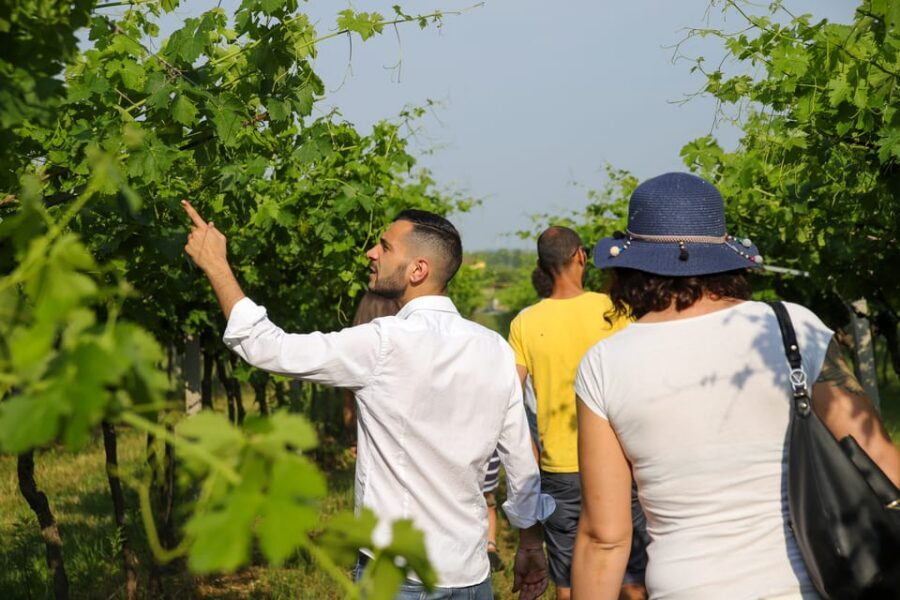 Lazise: Biodynamic Farm Tour and Natural Wine Tasting - The Biodynamic Explanation: From Theory to What You Actually Taste