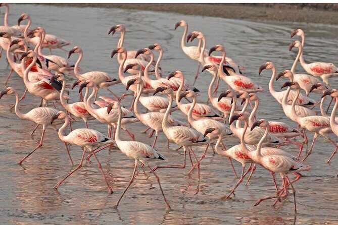 Lio Piccolo: Flamingos & Birdwatching Bike Tour in the Lagoon - Key things that make this tour worth your time