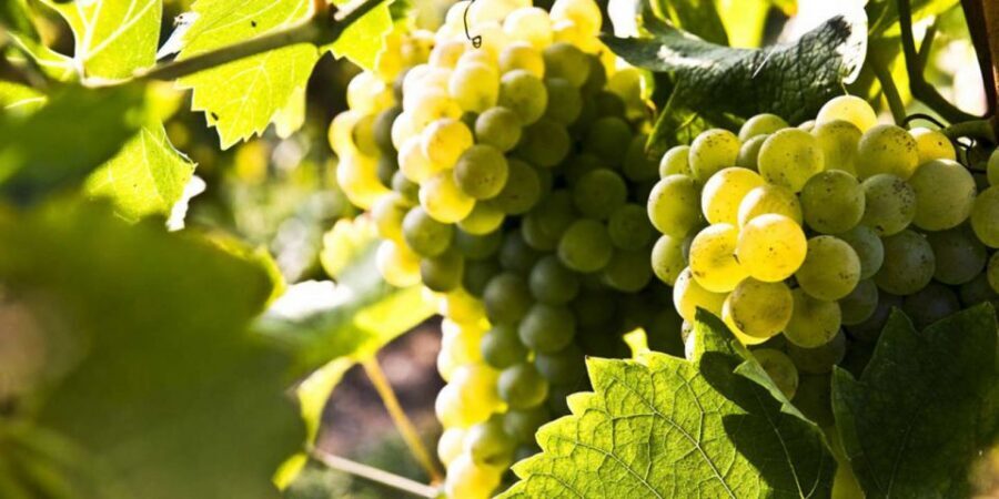Lugana Wine Tour With Private Panoramic Boat on Lake Garda - Private panoramic boat on Lake Garda: the colors you came for